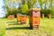 Beehives in apiary near forest