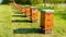 Beehives in apiary near forest