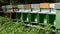 Beehives in an apiculture field