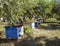 Beehives with bees in the apiary in the garden