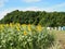 Beehives in corner of sunflower field in summer