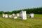 Beehives In A Cornfield