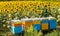 Beehives in the field of sunflowers