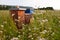 Beehives in a flower field