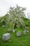 Beehives in the flowered garden