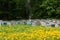 Beehives and flowering dandelions. Wooden bee houses.