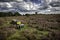 Beehives between Heather