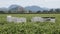 Beehives and Honeybees in a Clover Field in Oregon