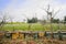 Beehives near flowering cole and mooli fields in sunny spring af