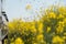 Beehives at oilseed fields