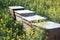 Beehives in a rapeseed field - close up - beehives in nature