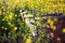 Beehives in a rapeseed field - close up - beehives in nature