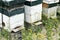 Beehives in a row between rapeseed flowers