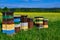 Beehives standing in a field with yellow flowers