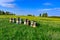 Beehives standing in a field with yellow flowers