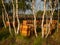 Beehives standing between the pines on the heathland. Early morning light.