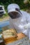Beekeeper in the apiary