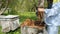 Beekeeper on apiary. Beekeeper is working with bees and beehives on the apiary. Beekeeper takes out frame with bees from