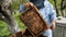 Beekeeper on apiary. Beekeeper is working with bees and beehives on the apiary. Beekeeper takes out frame with bees from