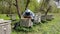 Beekeeper on apiary. Beekeeper is working with bees and beehives on the apiary. Beekeeper takes out frame with bees from