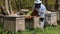 Beekeeper on apiary. Beekeeper is working with bees and beehives on the apiary. Beekeeper takes out frame with bees from