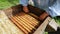 Beekeeper on apiary. Beekeeper is working with bees and beehives on the apiary. Close-up view of beekeeper `s hands at