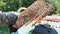 Beekeeper on apiary. Beekeeper is working with bees and beehives on the apiary. Close-up view of beekeepers hands at.