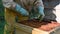 Beekeeper on apiary. Beekeeper is working with bees and beehives on the apiary. Close-up view of beekeepers hands at