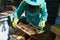 Beekeeper in a blue protective suit and hat with a net observes  frame with bees