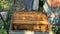 Beekeeper Checking frames in a bee hive.