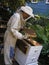 Beekeeper Checking Hive