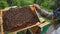 Beekeeper checking the honeycomb covered with bees for honey near hive,honeybee life,ecological hobby,honey producing