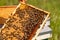 Beekeeper checking honeycomb frame with bees in his apiary. Working bees in a hive. Beekeeping. Honey