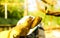 A beekeeper checks the beehives