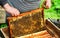 A beekeeper checks the beehives in the bee-garden