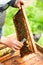 A beekeeper checks the beehives in the bee-garden