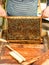 A beekeeper checks the beehives in the bee-garden