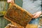 A beekeeper checks the beehives in the bee-garden by pulling out the individual frames