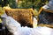 A beekeeper checks his hives to see if the bees have produced honey