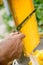 Beekeeper cuts wax from a honeycomb with honey