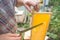 Beekeeper cuts wax from a honeycomb with honey