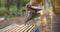 A beekeeper dressed in a protective suit with a mosquito net over his head sprays white smoke over the beehive with a