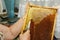 Beekeeper extracting fresh honey from a honeycomb with a knife tool