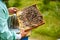 Beekeeper extracting the honey