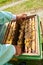 Beekeeper extracting the honey