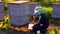 A beekeeper harvests flower pollen.