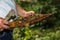 Beekeeper with hive tool in the hand, makes a hive inspectio