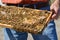 Beekeeper is holding bees` honeycomb with bees in his hand.