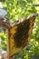 Beekeeper holding honeycomb, bees on the honeycomb