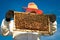 Beekeeper holding a honeycomb full of bees. Apiarist inspecting honeycomb frame at apiary.